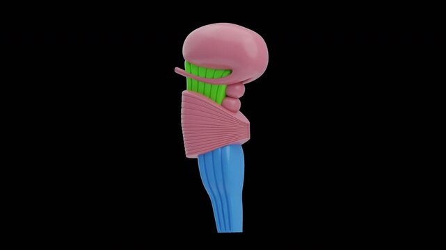 3D Animation of Brainstem Neural Pathways | Alpha Channel