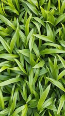 Fototapeta premium Green grass texture background, top view. Natural green leaf pattern.