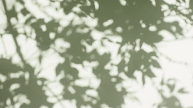 Transparent soft light and shadows from branches, plant, foliage and leaves. Morning sunlight and tree shadows blowing by wind reflecting on wall. Product, advertising. Summer concept. 4k. 