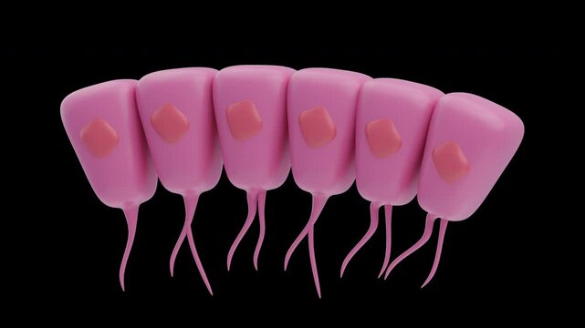 3D Animation of Ependymal Cells | Alpha Channel