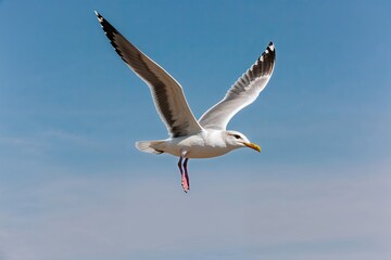 Obraz premium Stunning Seagull Soaring Against a Bright Blue Sky