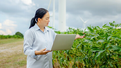 Asian senior woman farmer using laptop computer for record data to conduct research about trees for good agricultural quality inspection in the background are windmills. Agriculture and technology