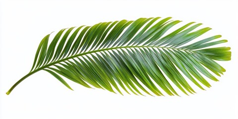 Obraz premium Isolated green leaf of a palm tree showcasing vibrant colors and intricate textures, perfect for illustrating themes of nature and tranquility with a focus on palm tree aesthetics.