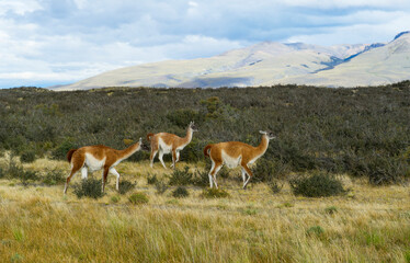 Fototapeta premium Guanaco at Torres del Paine national park