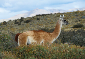 Guanaco at Torres del Paine national park