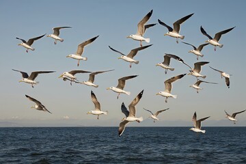 Seagulls Flying Together in Stunning Natural Landscapes