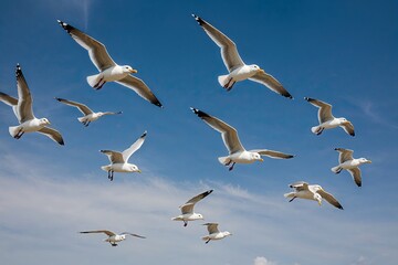 Fototapeta premium Seagulls Soaring in a Clear Blue Sky