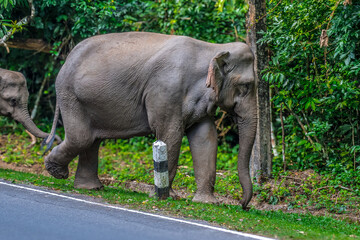 Naklejka premium Elephants are large mammals and are the largest land animals. Wild elephants eat plants. They are big, have a small head, big legs, and have a trunk that reaches to the ground. That trunk is the nose.