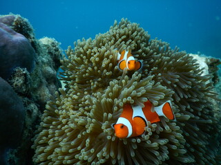 Orange clownfish (Amphiprion ocellaris) playing in anemone, tropical marine underwater coral reef...