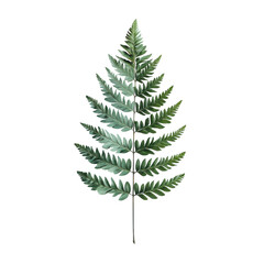 Obraz premium Fern Leaf Isolated on White Background Transparent PNG background.