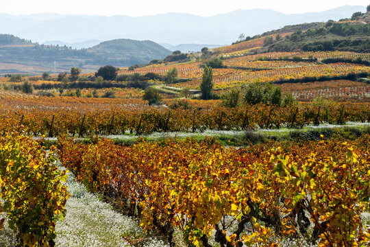 A stunning autumn landscape of vibrant vineyards showcasing a breathtaking interplay of warm colors and rolling hills under a gentle sunlight, evoking a sense of tranquility in La Rioja Spain