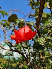 Orange rose in the garden, rose .