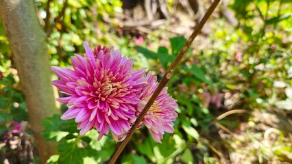 Chrysanthemum, Mum, Florists' Chrysanthemum, Dendranthema X grandiflorum, Guldaudi, godawari phool, beautiful flower .