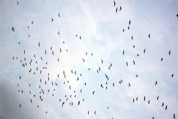 Egrets flying together in the afternoon