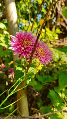 Fototapeta premium flower in the garden,Chrysanthemum, Mum, Florists' Chrysanthemum, Dendranthema X grandiflorum, Guldaudi, godawari phool, beautiful flower .