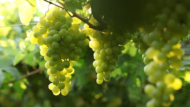 THOMPSON GRAPE BUNCHES