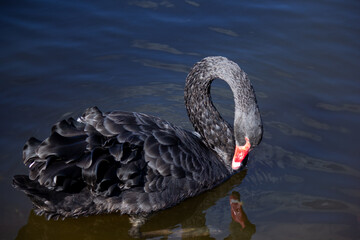 Naklejka premium black swan on the lake