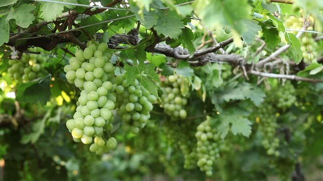 THOMPSON GRAPE BUNCHES
