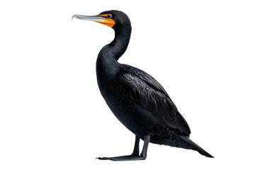 Fototapeta premium A sleek, black cormorant stands confidently, showcasing its distinctive orange throat patch and long, slender beak.
