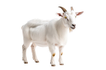 Fototapeta premium A white goat stands confidently, showcasing its distinctive horns and alert expression.