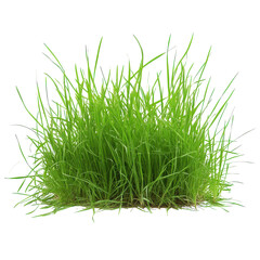 Fresh Grass Isolated on a White Background Transparent PNG background.