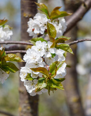 A tree with white flowers is in full bloom