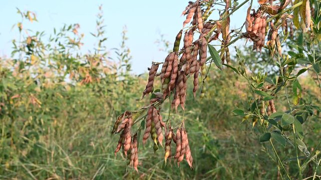 Pigeon pea (cajanus cajan) crop field, pigeon pea or tuvar beans vegetable on plant.