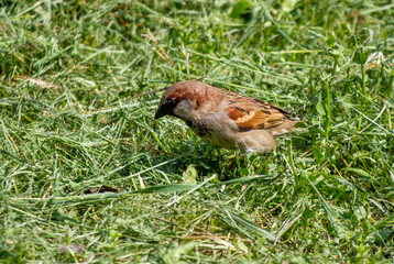 A small brown bird is sitting in the grass