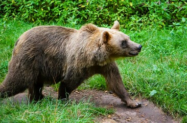 Close-up of an adult eurasian brown bear with fluffy brown fur in the forest surrounded by lush grass and green bushes. Ursus arctos. Omnivore 