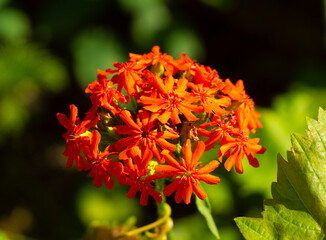 Silene chalcedonica, Lychnis chalcedonica. Obsolete name - common dawn.