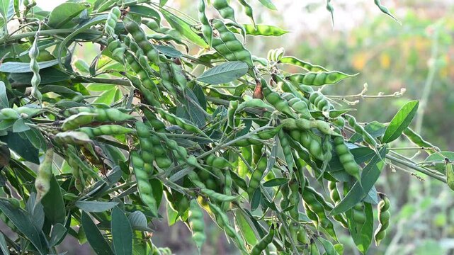 Pigeon pea (cajanus cajan) crop field, pigeon pea or tuvar beans vegetable on plant.