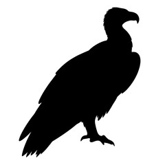 Fototapeta premium Vulture silhouette on white background, symbolism of transformation