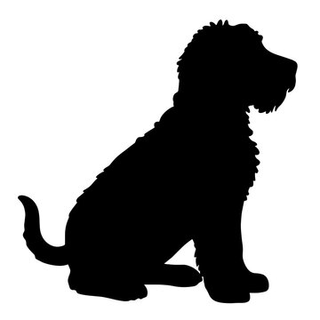 Silhouette of labradoodle puppy sitting against white background, cuteness