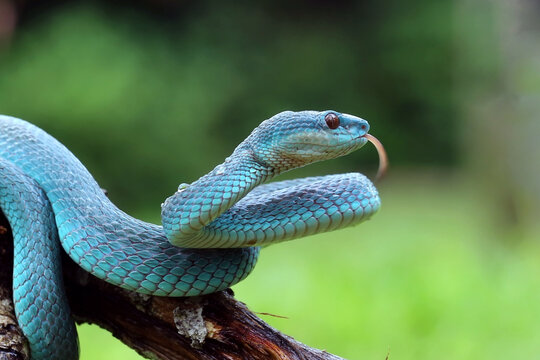 snake in the grass