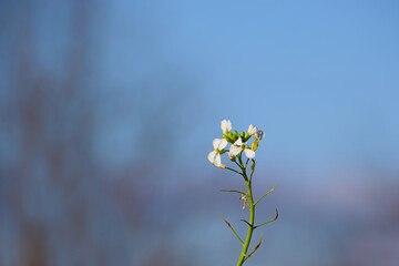 rapeseed flower on the blurred background close-up