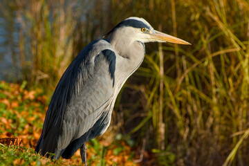 Fototapeta premium grey heron on a sunny autumn day close-up