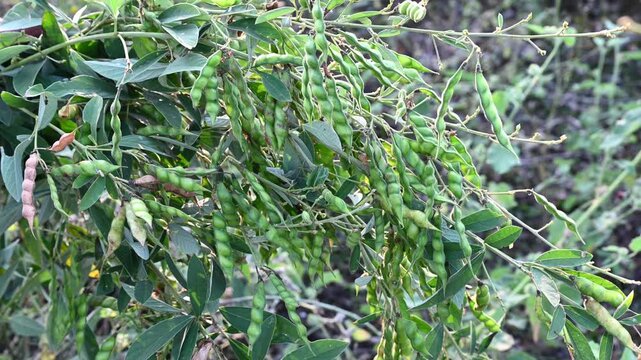 Pigeon pea (cajanus cajan) crop field, pigeon pea or tuvar beans vegetable on plant.