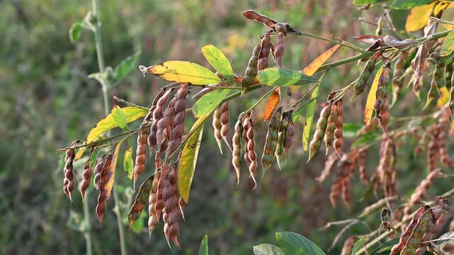 Pigeon pea (cajanus cajan) crop field, pigeon pea or tuvar beans vegetable on plant.