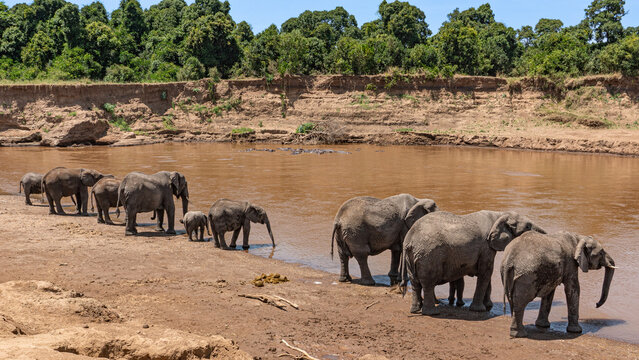 Elephant herd drinking at the Mara river 