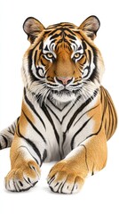 Obraz premium Majestic Bengal Tiger Resting with Intense Gaze and Striking Stripes on White Background