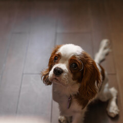 An adorable little Cavalier King Charles Spaniel puppy is looking up with curious eyes