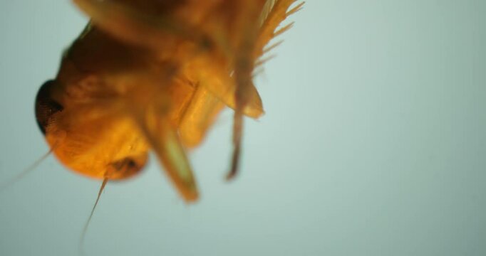 Orange flying insect observed under microscope magnification highlighting detailed anatomy and behavior. Laboratory research on biodiversity and blood-sucking insect species