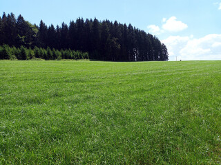 Fototapeta premium Landschaft in der Schneifel mit Wiese und Wald in der Nähe des Gipfel Schwarzer Mann in der Schneifel. Aussicht vom Premium-Wanderweg Schneifel-Pfad bei Prüm.