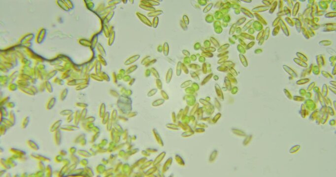 Abstract yellow microbial textures under microscope at 100x magnification showcasing intricate cellular patterns and organic structures