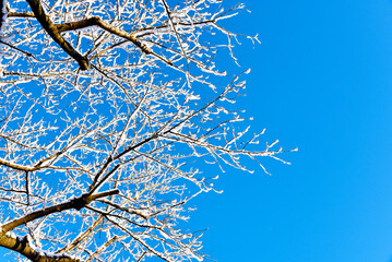 木の枝に積もった雪