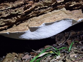 mushroom on the stump