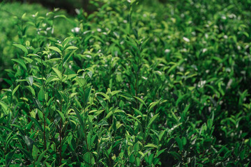 Obraz premium Lush Green Tea Leaves Thriving in a Stunningly Vibrant and Picturesque Landscape