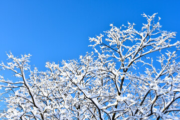 枝に積もった雪