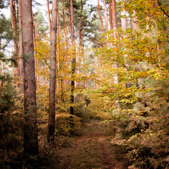 Herbstlicher Wald