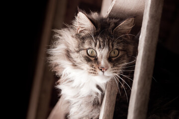 Maincoon